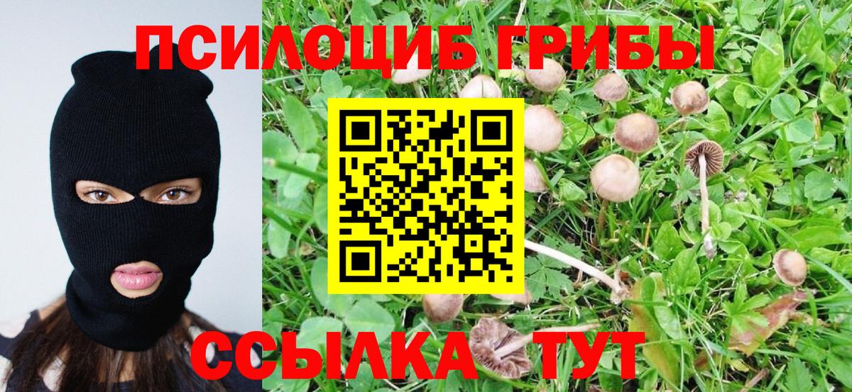 Псилоцибиновые грибы Psilocybe Гурьевск