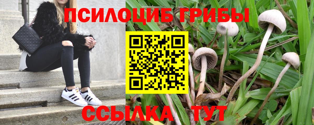Псилоцибиновые грибы прущие грибы  Вход с VPN  даркнет сайт  Гурьевск 